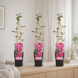 3x - Clematis Ville de Lyon - ↨65cm - Ø15 en situation