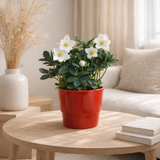 Helleborus niger 'Christmas Carol' XL blanc en situation