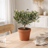 Olea olive - Ø15cm - ↕35cm en situation