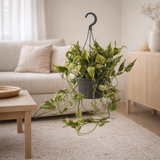 Plante Epipremnum pinnatum doré en situation