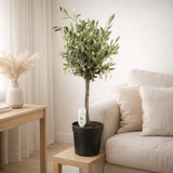 Olea - Ø15cm - ↕60cm en situation