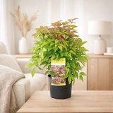 Nandina Dom. 'Blush Pink' - Ø19cm - ↕30cm en situation