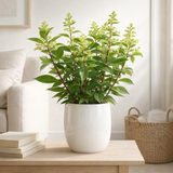 Hydrangea paniculata 'Prim White' - Ø19 cm - ↕25 cm en situation