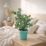 Hydrangea paniculata 'Little Lime' - Ø19 cm - ↕25 cm en situation