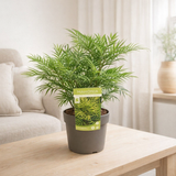 Mahonia eurybracteata 'Soft Caress' - Ø19 cm - ↕25 cm en situation