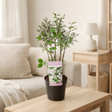 Syringa Pat. 'Violet Uprising' - Ø19cm- ↕35cm en situation