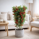 Pyracantha coccinea Red Star - Ø23cm - ↕75cm - Ø23 - ↨75cm en situation