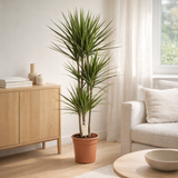 Dracaena Marginata - Ø21 ↕120 en situation