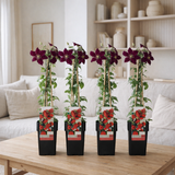4x - Clematis niobe - ↨65cm - Ø15 en situation