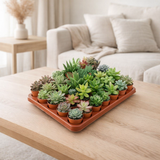 Lock | Succulentes 30 morceaux de taille de pot 5,5 cm en situation