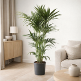 Howea Leinets - Ø24cm - ↕130cm en situation