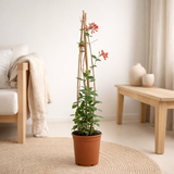 3x - Lonicera Brownii 'Dropmore Scarlet' - ↨65cm - Ø15 en situation