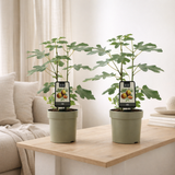 Lot de 2 plantes Ficus vert foncé Turquie en situation