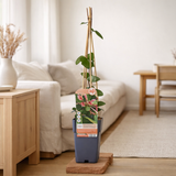 4x - Lonicera périclymenum 'belge' - ↨65 cm - Ø15 en situation