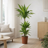 Dracaena Lemon Lime - Ø21 ↕115 en situation