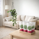 Scindapsus peint «argyraeus» moins plasic - Ø15cm - ↕cm en situation