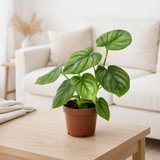 Philodendron Mère - Ø12cm - ↕25cm en situation