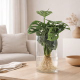 Monstera dans le cylindre Glas - Ø12cm - ↕25cm en situation
