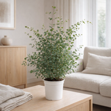 Eucalyptus gunnii - Ø21cm - ↕60cm en situation