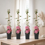 4X - CLEMATIS Ils auraient Lyon - ↨65cm - Ø15 en situation