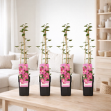 4X - CLEMATIS Ils auraient Lyon - ↨65cm - Ø15 en situation