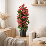 Bougainvillea piramide rouge - Ø17cm - ↕65cm en situation