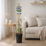 Clematis bleue en situation