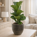 Ficus lyrata - Ø12cm - ↕30cm + beau pot d14x13cm - noir en situation
