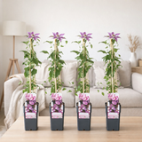 4x - Clematis Tudor - ↨65cm - Ø15 en situation