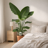 Strelitzia Nicolai - Ø19cm - ↕95cm en situation