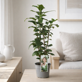 Camellia sinensis - Thé Plant - Ø12cm - ↕40cm en situation