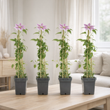 4x - Clematis Tudor - ↨65cm - Ø15 en situation