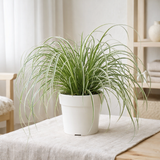 Carex Feather Falls - Ø23cm - ↕60cm - Ø14 - ↨30cm en situation