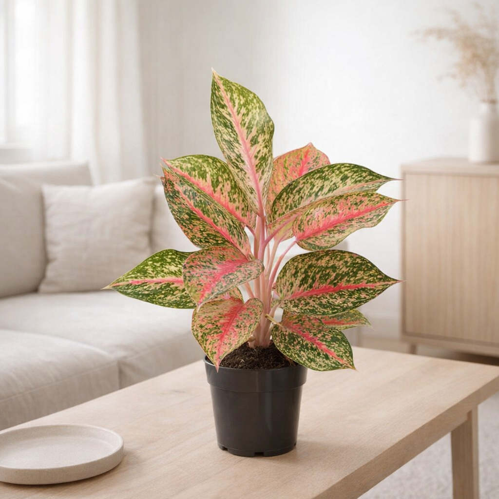 Aglaonema paradis rouge Ø12 cm en situation