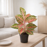 Aglaonema paradis rouge Ø12 cm en situation