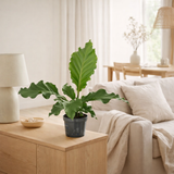 Anthurium Birdnes - Ø17cm - ↕55cm en situation