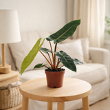 Philodendron Bilietiae - Ø12cm - ↕25cm en situation